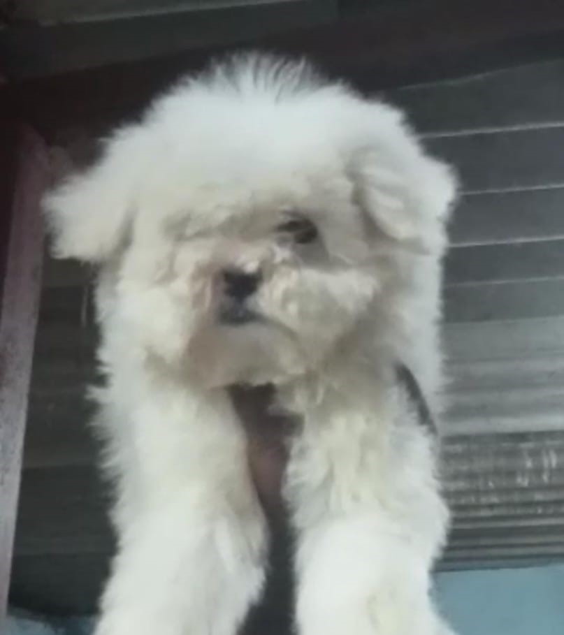  maltese puppy price in mumbai