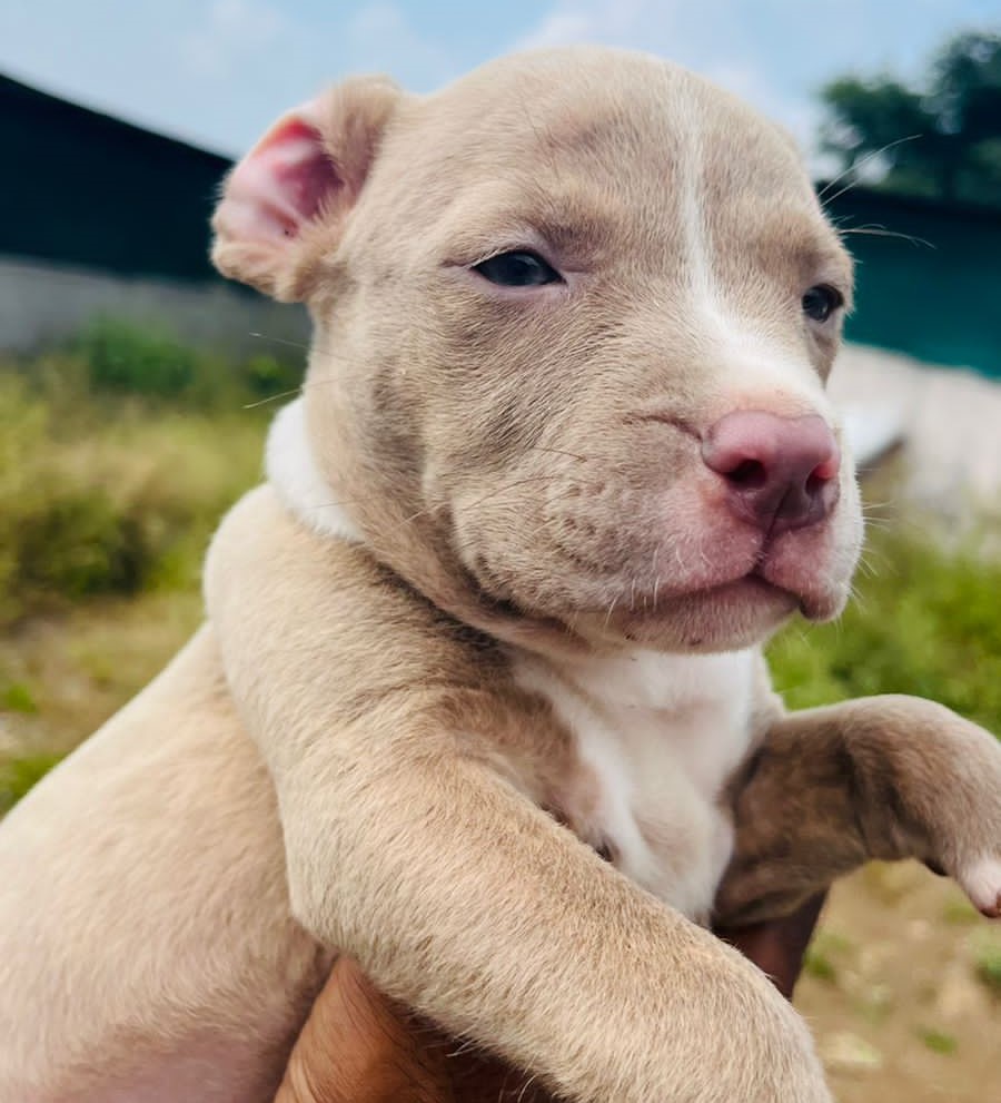  pitbull for sale in nashik