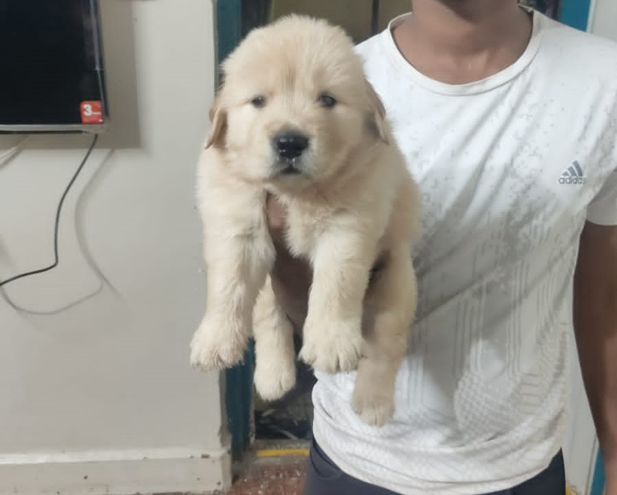  labrador retriever for sale in pune