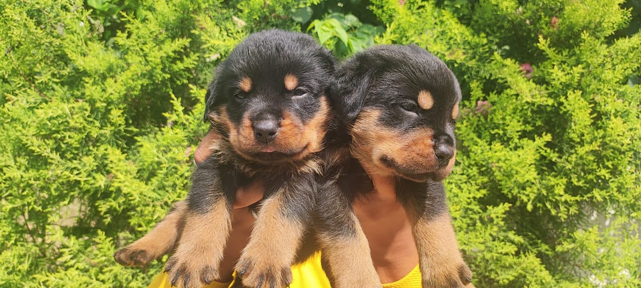  rottweiler for sale in nashik