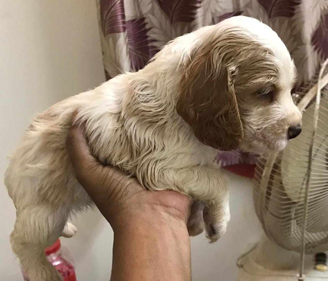 cocker spaniel for sale in nagpur