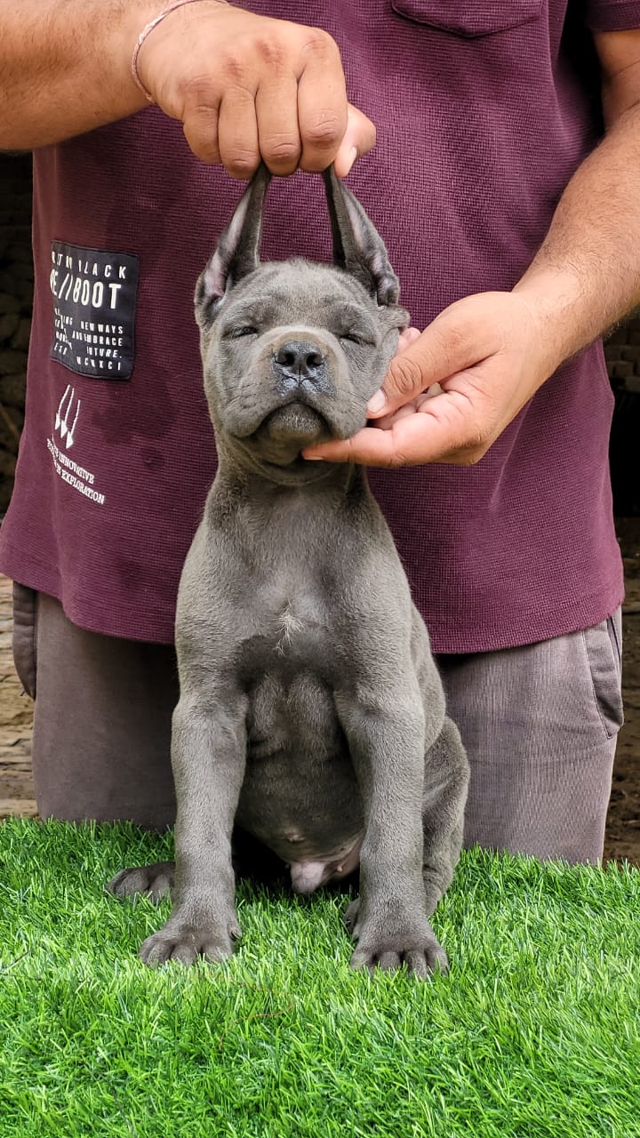 Lovable pitbull for sale in Mumbai.