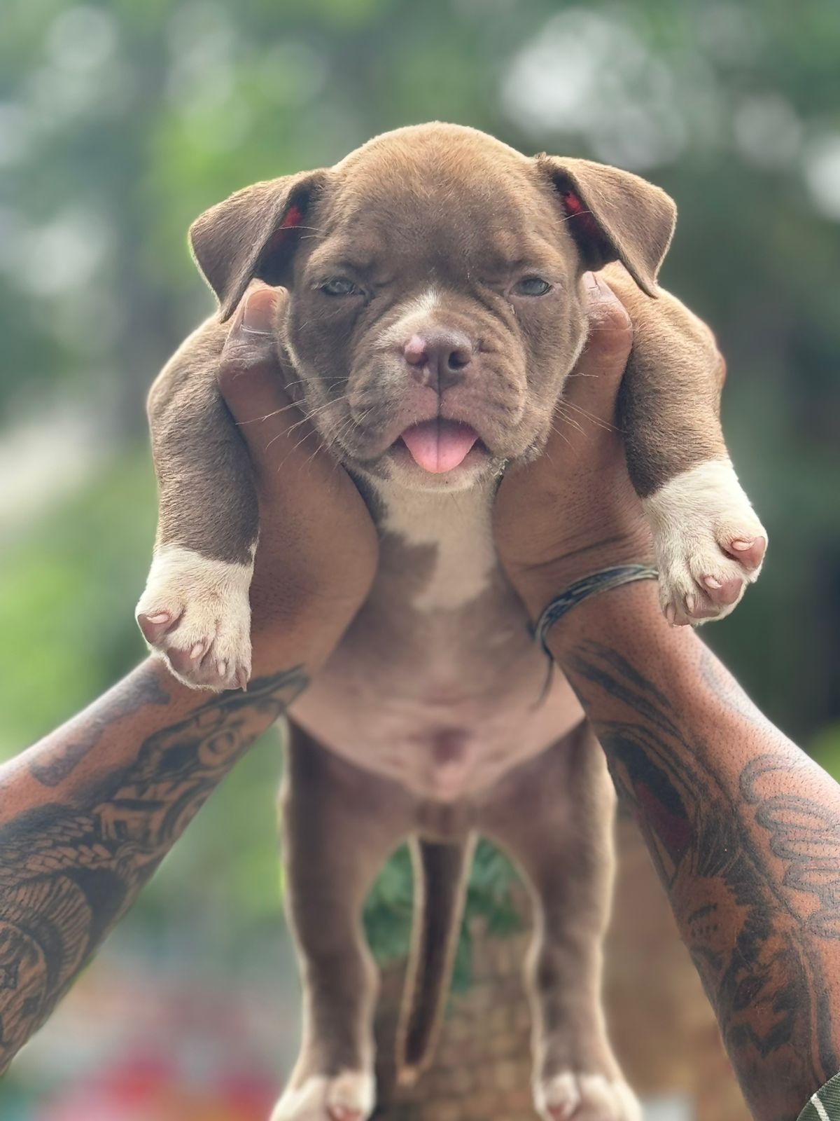 Familyfriend pitbull for sale in Mumbai.