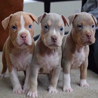 pitbull puppy price in Bangalore