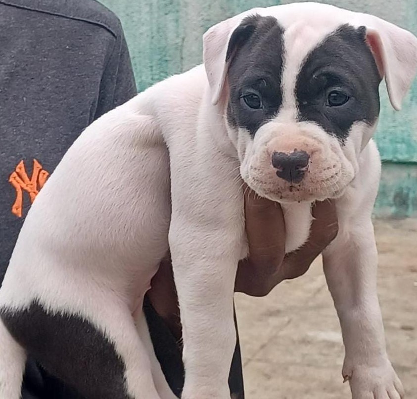 pitbull price in Bangalore