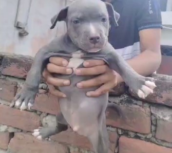 pitbull puppies price in goa