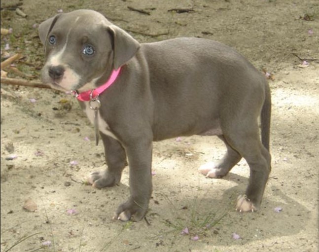 pitbull male puppies price in goa