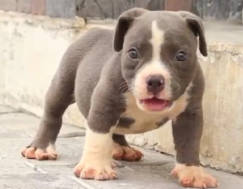 Pitbull dog breed price in Kolkata