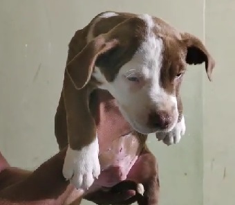 Pitbull puppy price in Kolkata