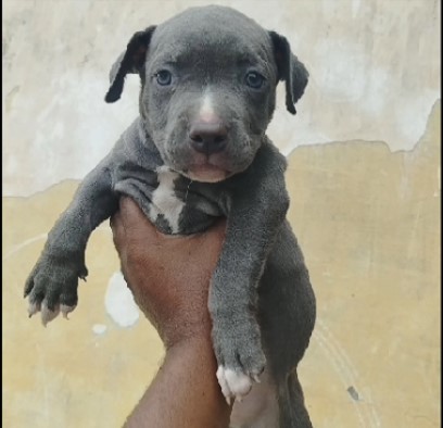 pitbull male puppy price in pune