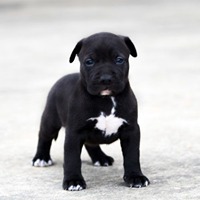 Black pitbull puppies for sale hotsell