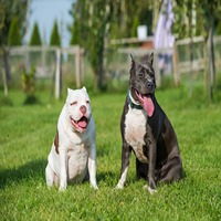 pitbull puppy price in nashik