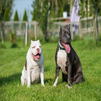 pitbull dog kennel in pune