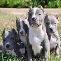 Pitbull dog price in nagpur