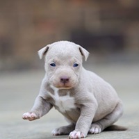 pitbull puppy price in pune
