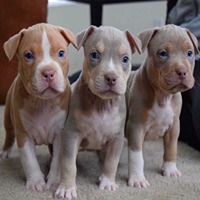pitbull dog breeder in pune