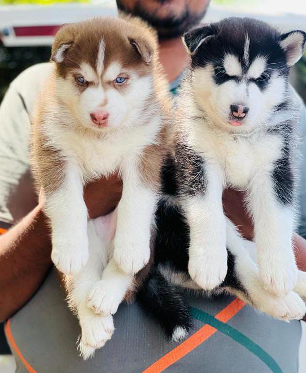  siberian husky puppies for sale in nagpur