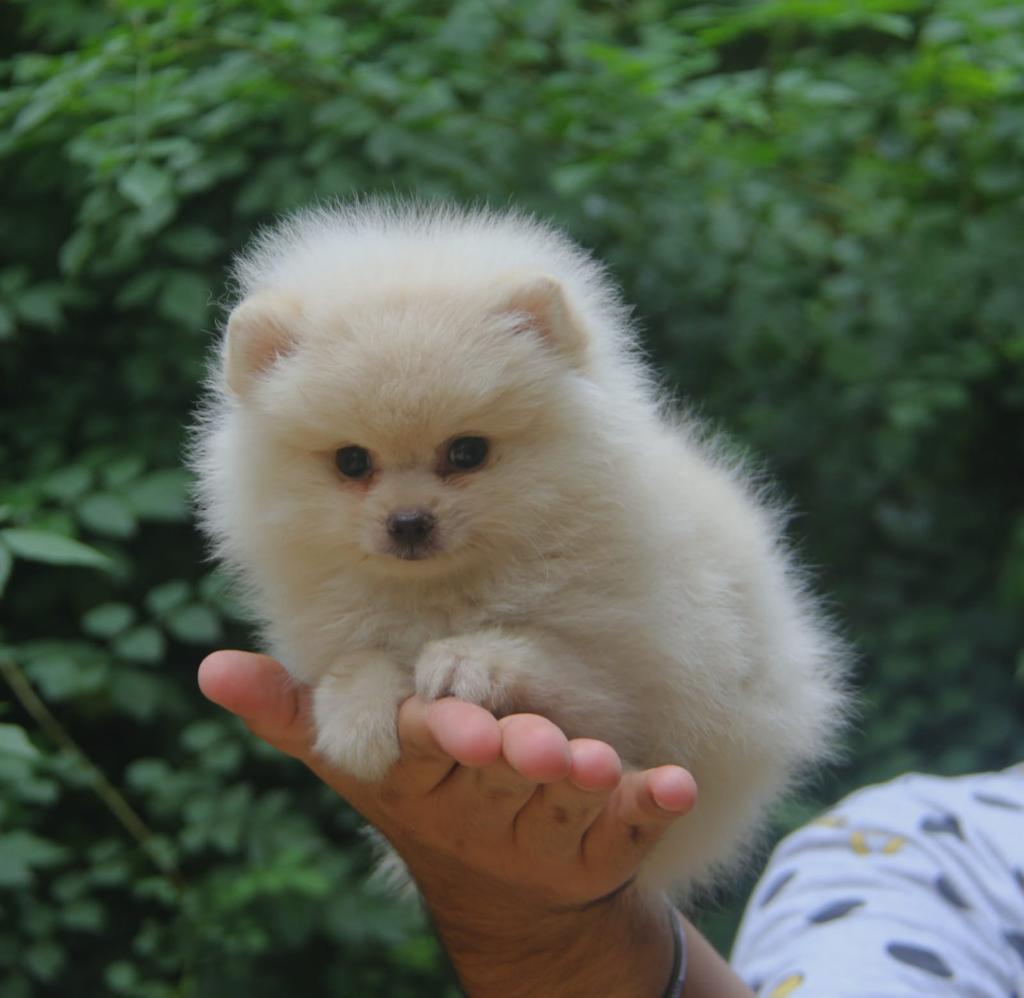 toy pomeranion for sale in anupgarh