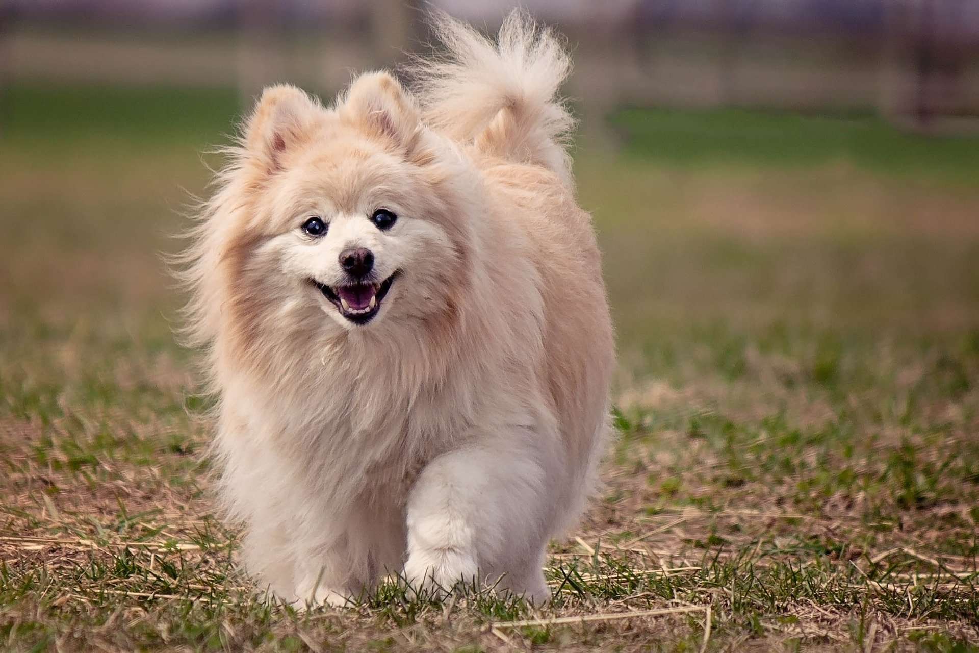  pomeranian dog price in mumbai