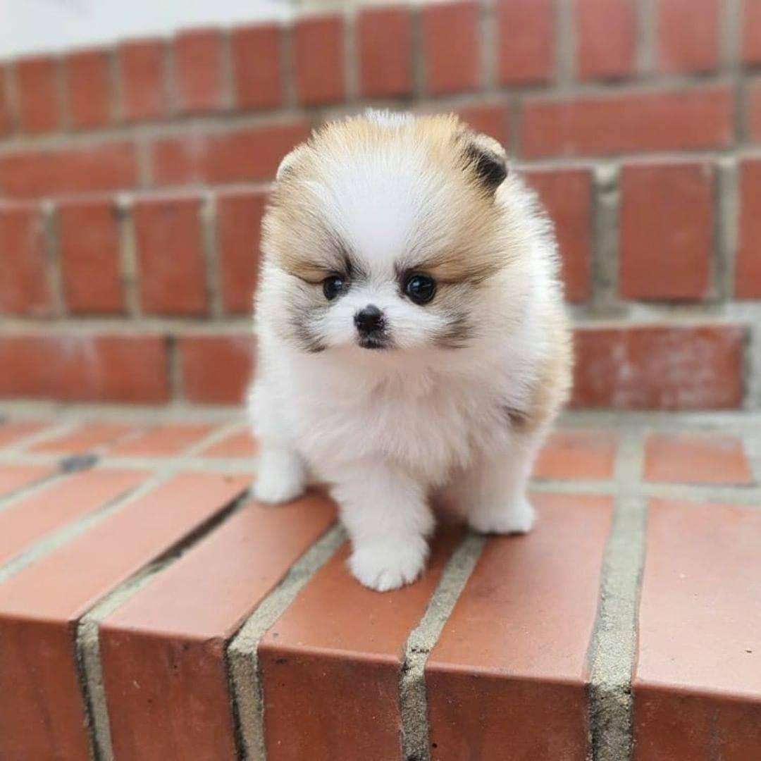 Pomeranian dog kennel in nashik