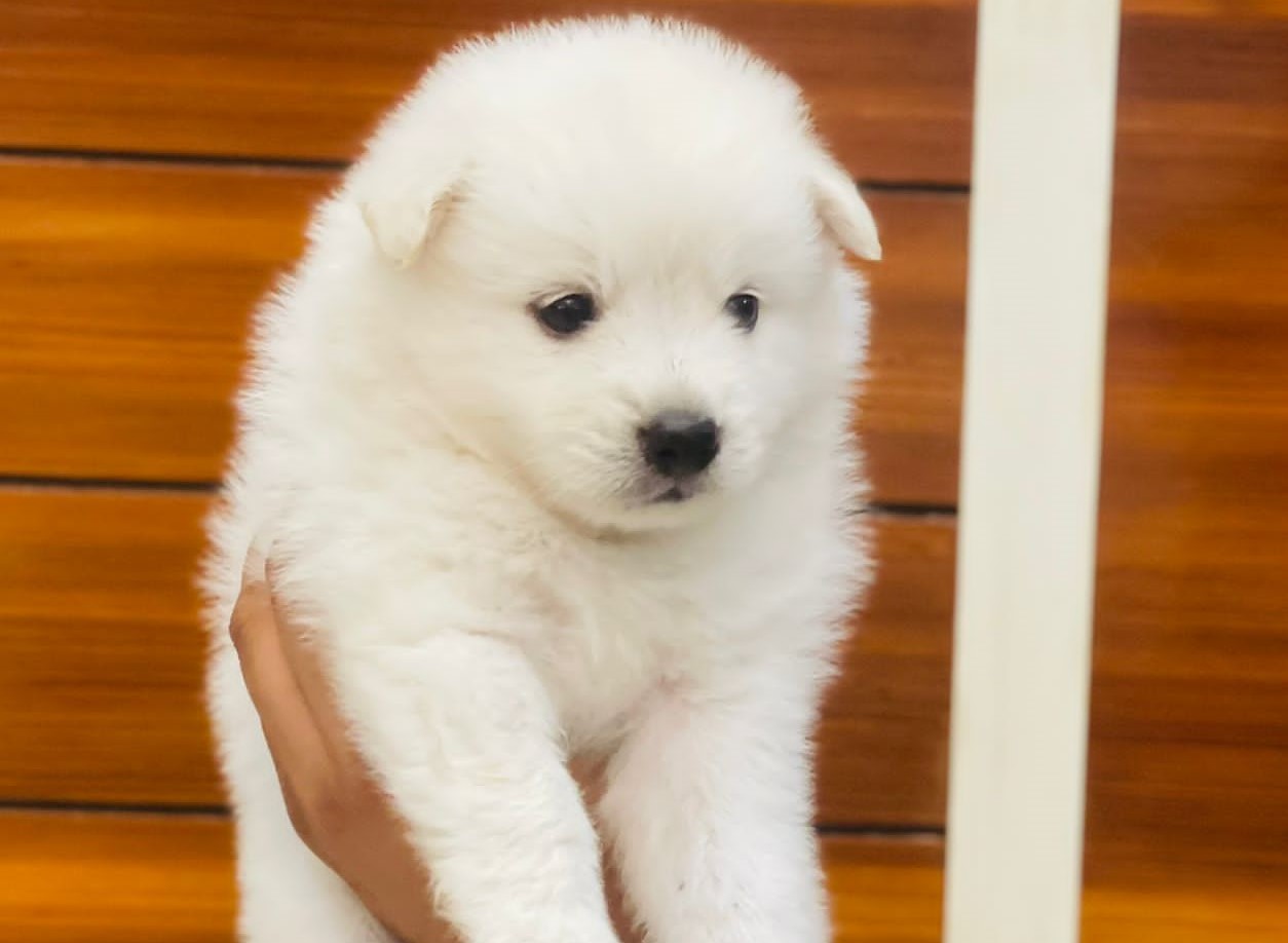  pomeranion for sale in nashik