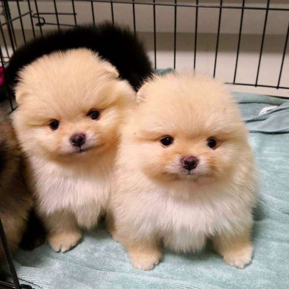 pomeranian puppy for sale in nagpur