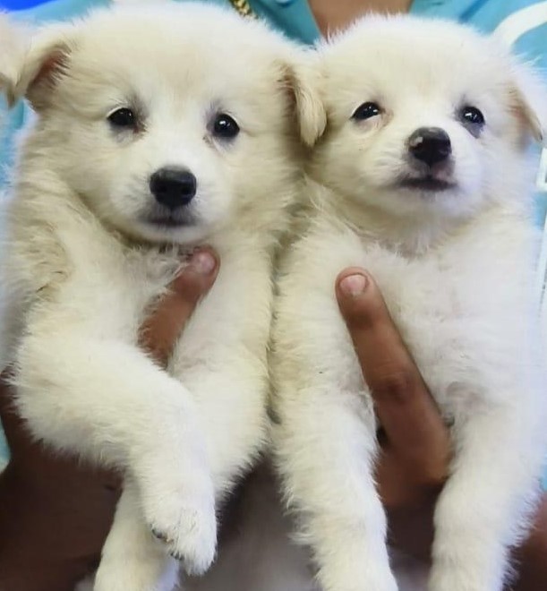 pomeranian puppy price in goa