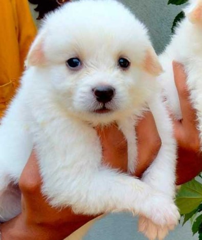 pomeranian pet shop in goa