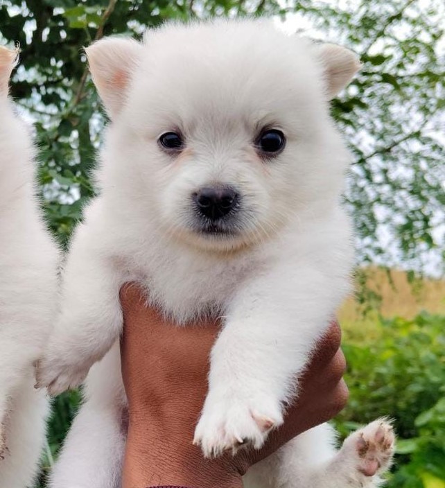 pomeranian dog kennel in goa