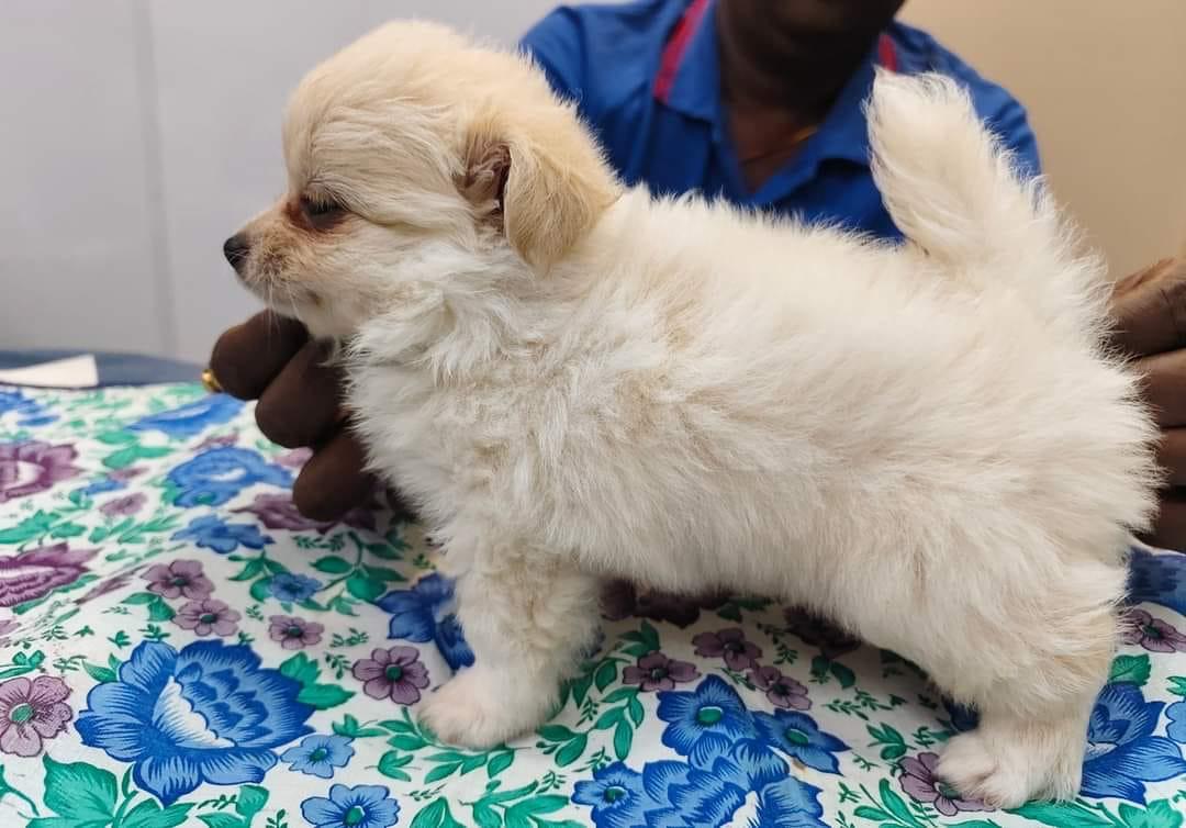 pomeranian male puppy price in goa