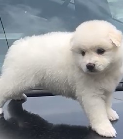 pomeranian female puppy for sale in goa