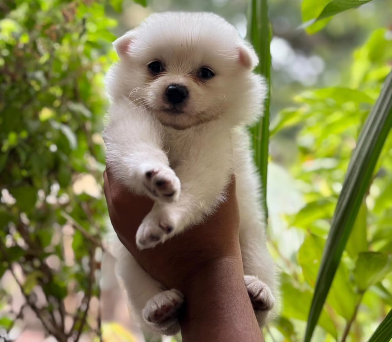 pomeranian price in india