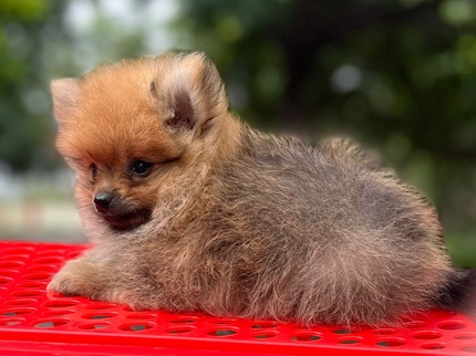 Pomeranian price in Kolkata