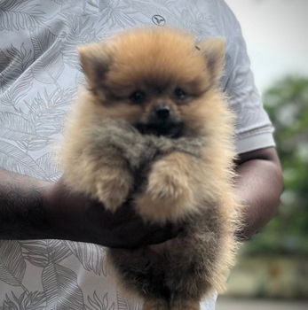 Pomeranian dog price in Kolkata