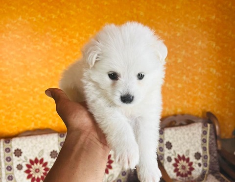 Pomeranian puppy price in Kolkata