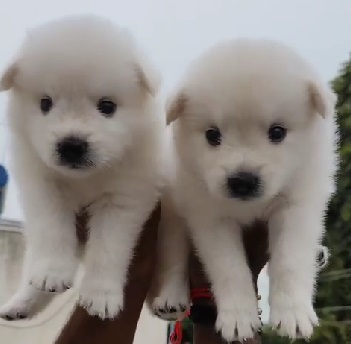 Pomeranian dog for sale in Kolkata