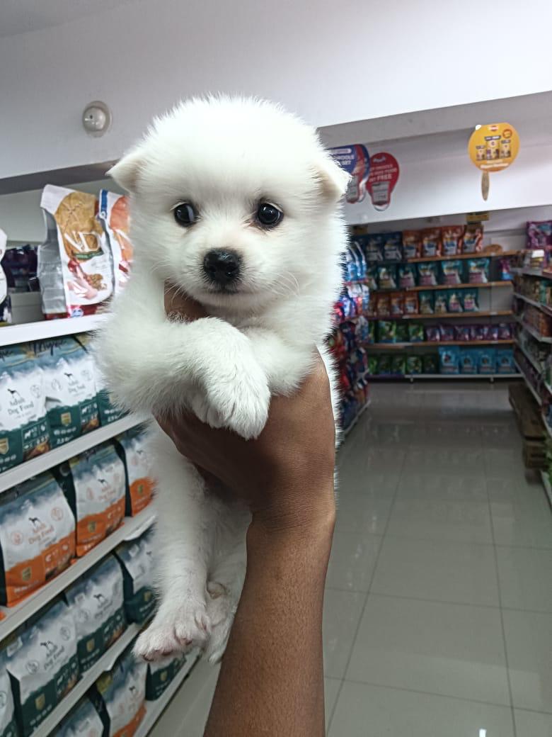 Pomeranian online purchase in Kolkata