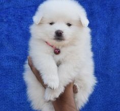 pomeranian puppy for sale in pune