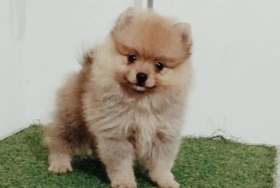 pomeranian puppy for sale in Aurangabad