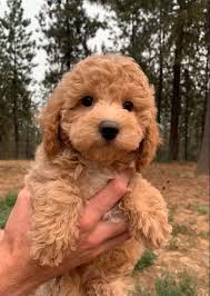 Loyal Poodle for sale in Mumbai