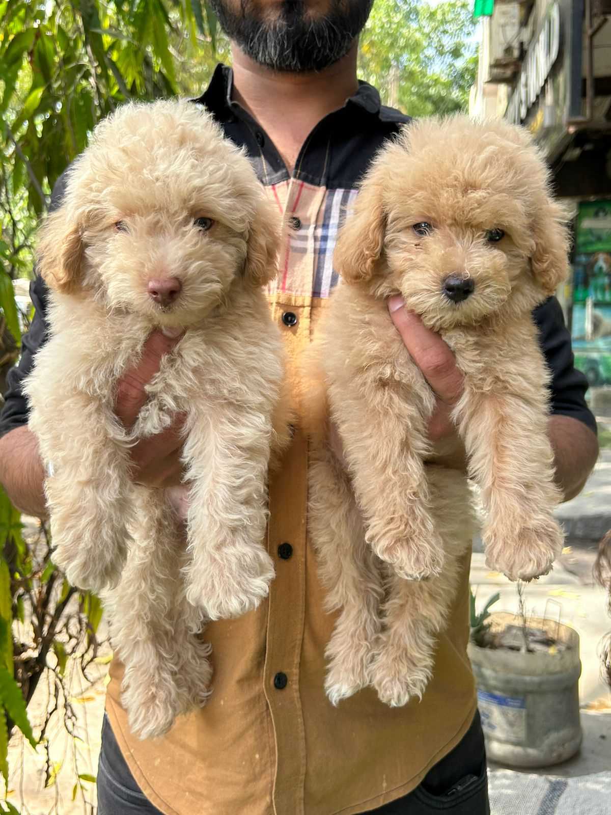 Lovable Poodle for sale in Mumbai