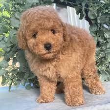 Lovable Poodle for sale in Banglore