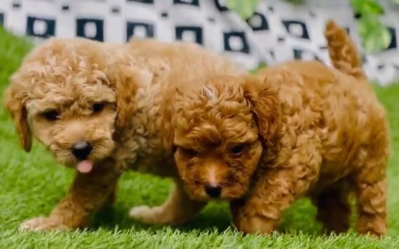 Poodle puppy price in Ahmedabad