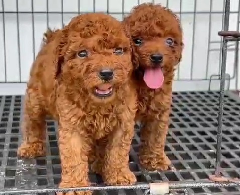 Poodle dog breed price in Ahmedabad