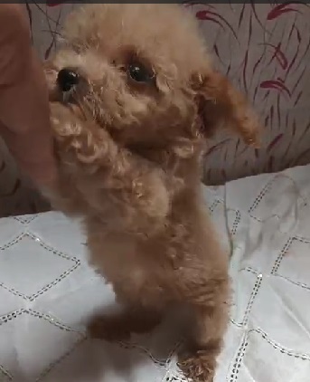 Poodle dog for sale in Ahmedabad