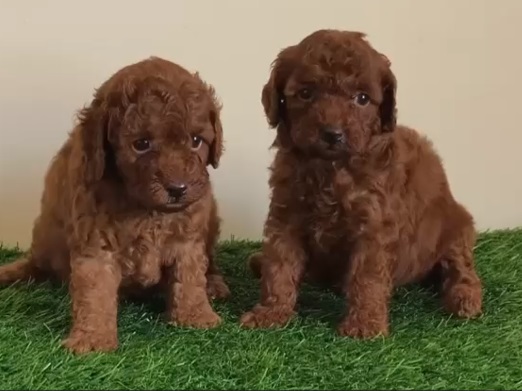 Poodle puppy price in Kolkata