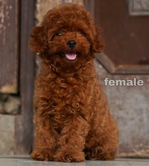 Poodle dog price in Kolkata