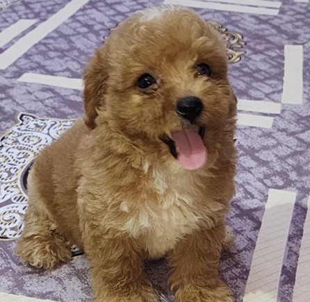 Poodle dog for sale online in Kolkata