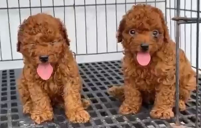 poodle dog price in pune