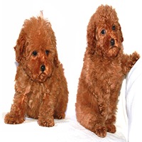 poodle dog breeder in Aurangabad